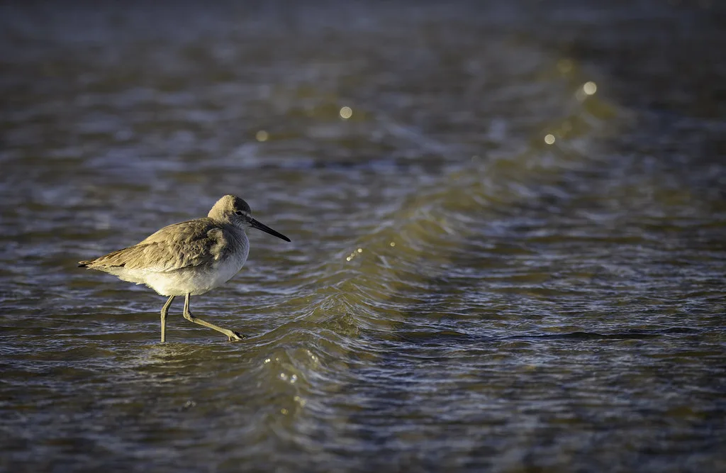 Galveston Seawall Boulevard with palm trees and Gulf of Mexico views