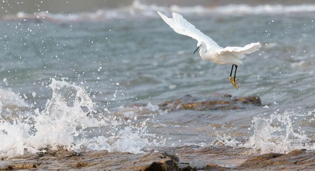 Local cuisine in Gijon