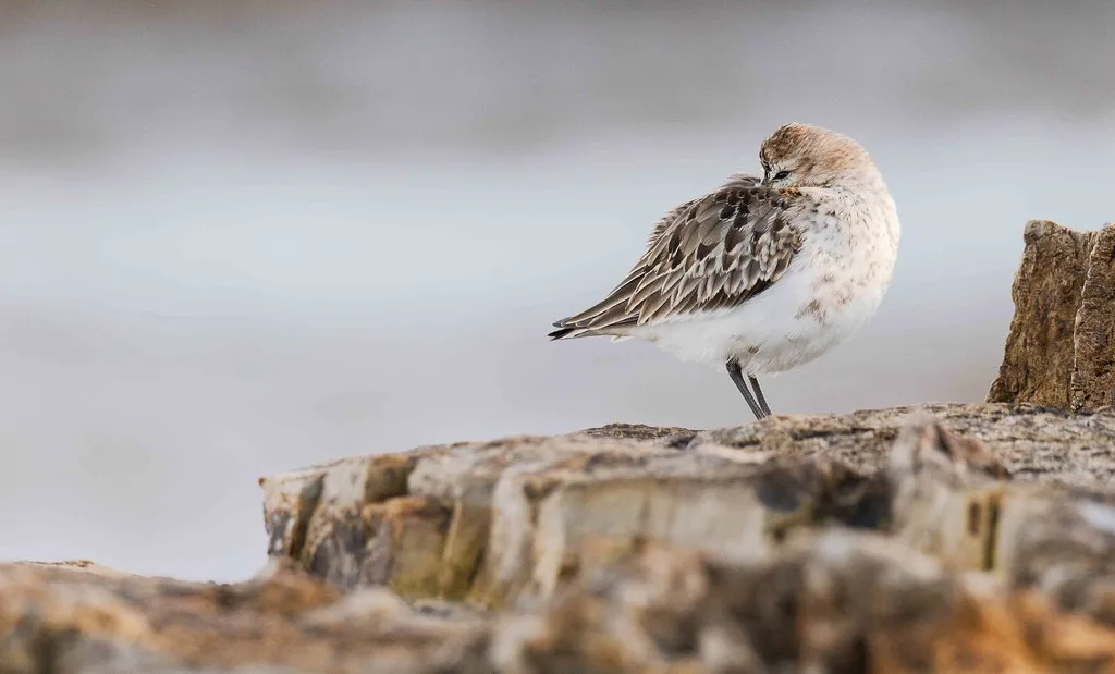 Gijon iconic landmark