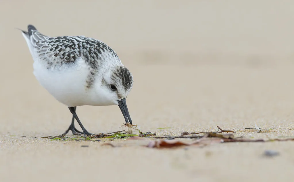 Street scene in Gijon