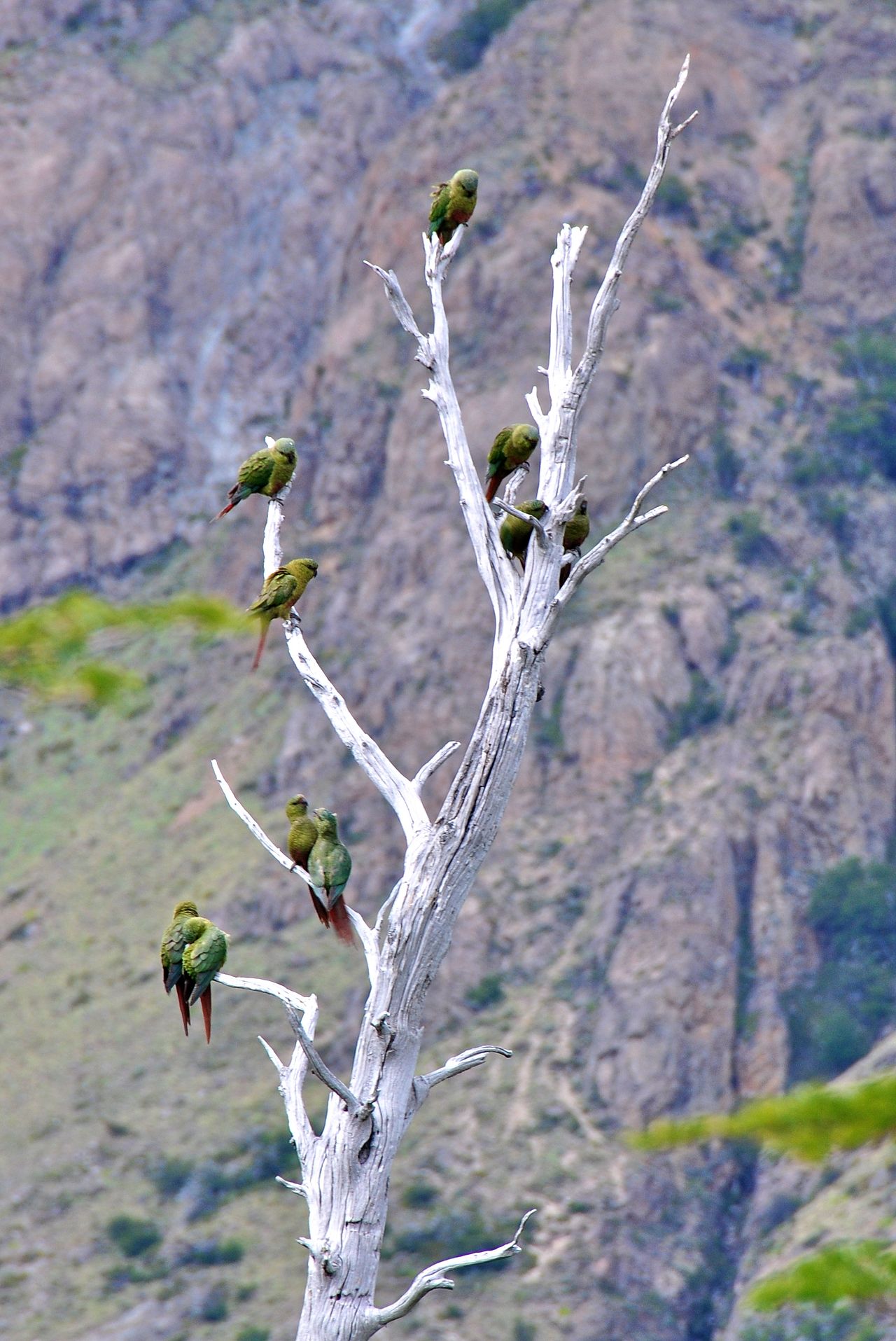 Austral parakeets perched on dead tree branch in Patagonia