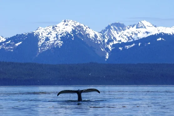 A humpback whale fluke rising above calm water in front of snow-capped mountains in Glacier Bay