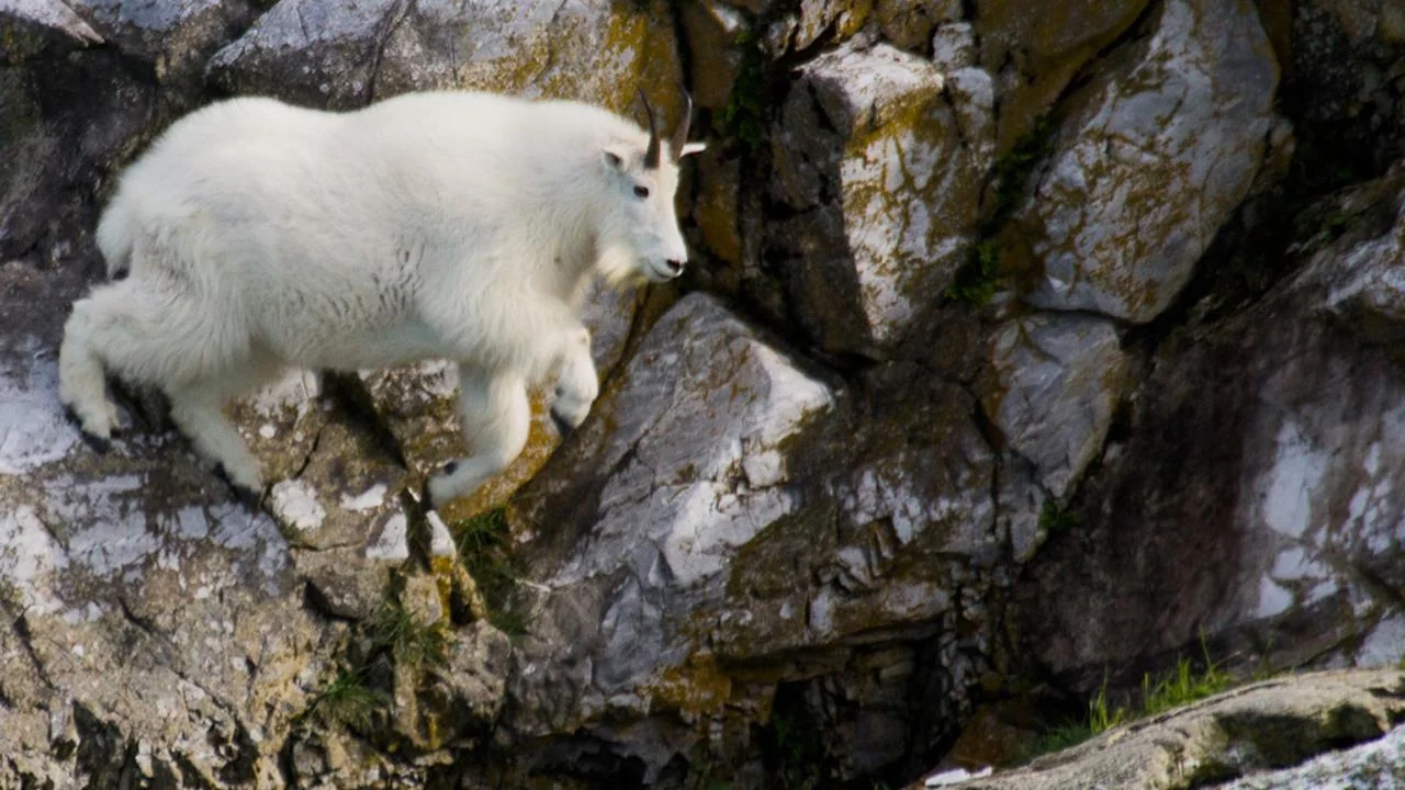 A mountain goat navigating a steep rocky cliff in Glacier Bay National Park