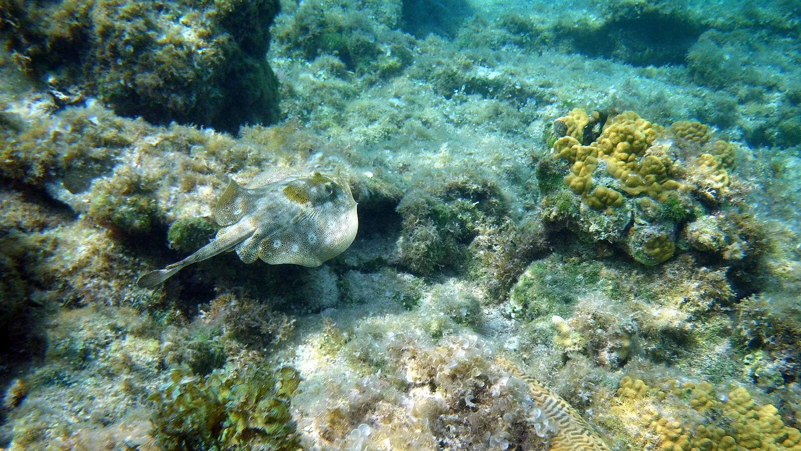 Trunkfish swimming over coral reef in Grand Cayman's clear waters