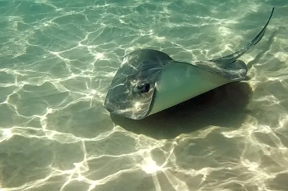 Swimming with wild southern stingrays at the famous Stingray City sandbar in crystal-clear Caribbean water