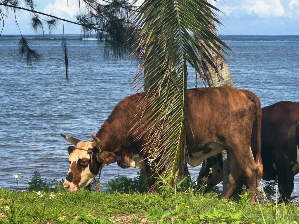 Japanese coastal defense gun rusting among palm trees at the War in the Pacific memorial site