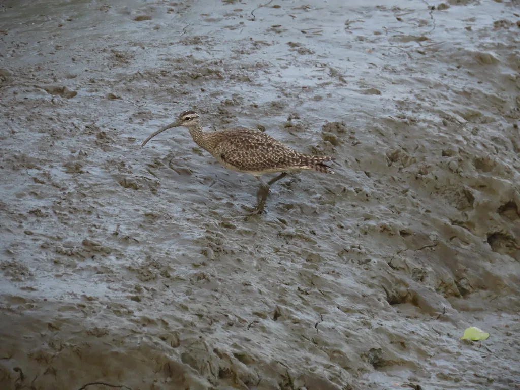 Panoramic view of Guayaquil