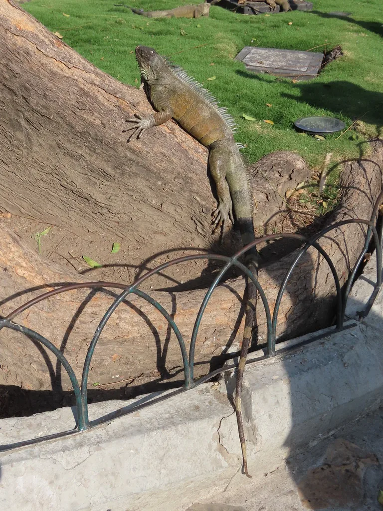 Street scene in Guayaquil