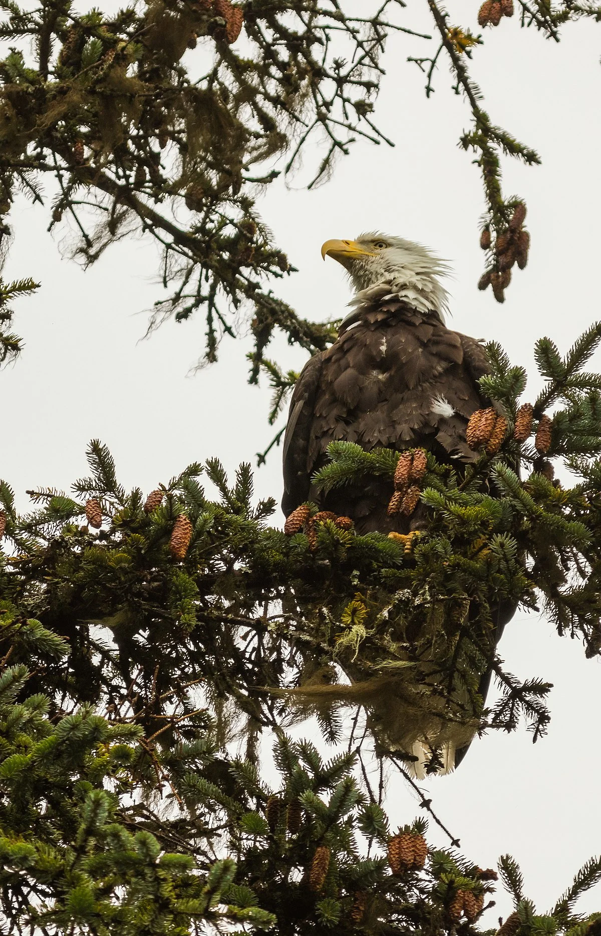 Bald eagle perched on branch at Chilkoot Lake State Recreation Site near Haines Alaska