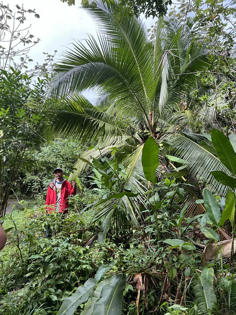 Harvest Caye popular attraction