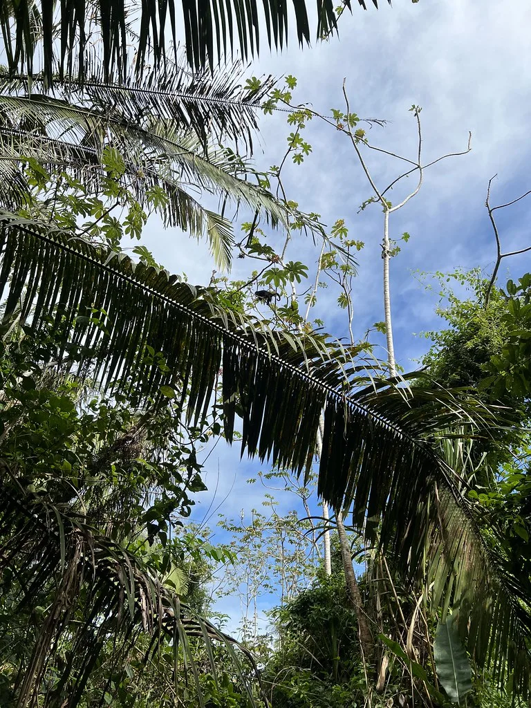 Local cuisine in Harvest Caye