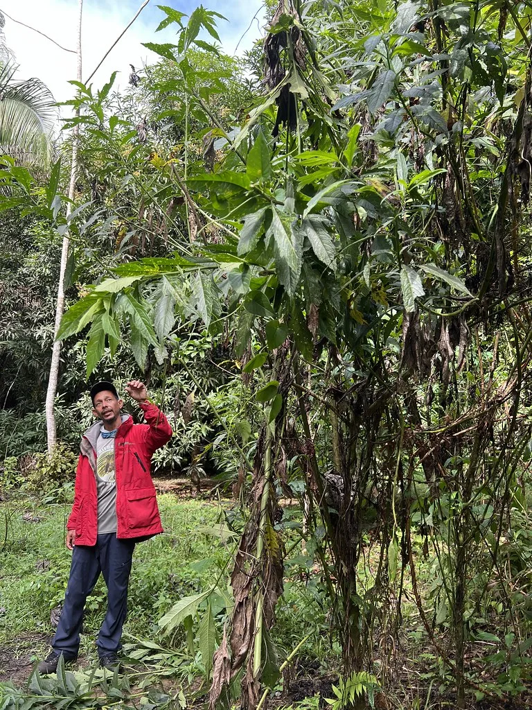Harvest Caye skyline and cityscape