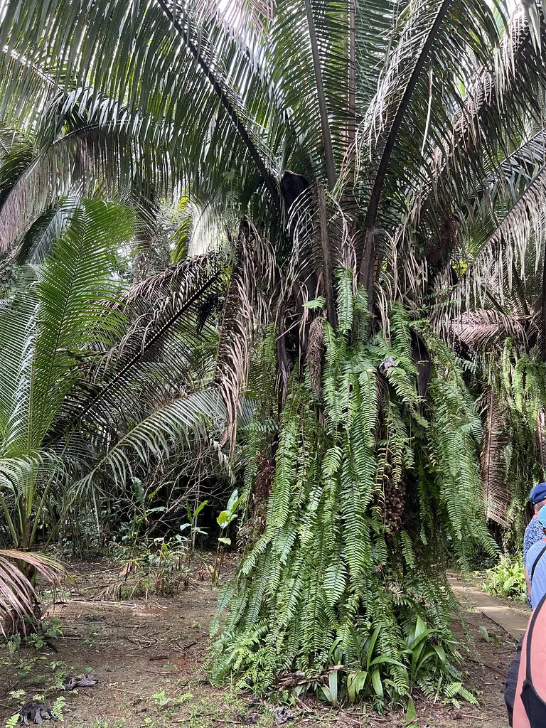 Harvest Caye iconic landmark