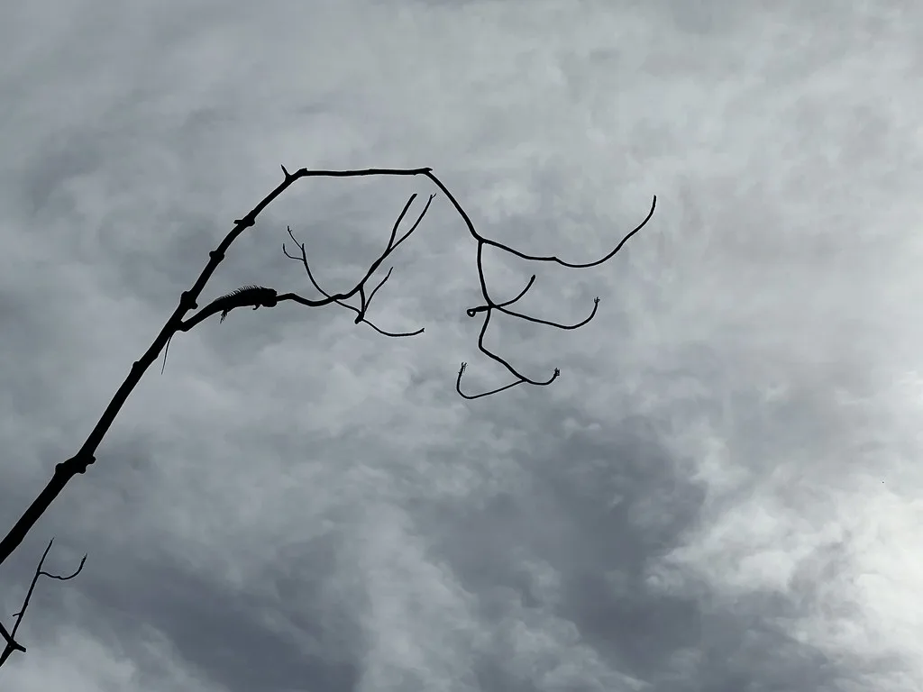 Street scene in Harvest Caye