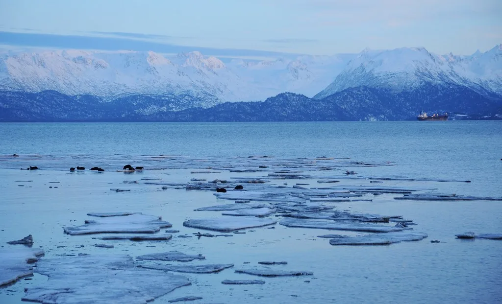 Seals on ice chunks floating near Homer Spit with the Kenai Mountain Range in the distance