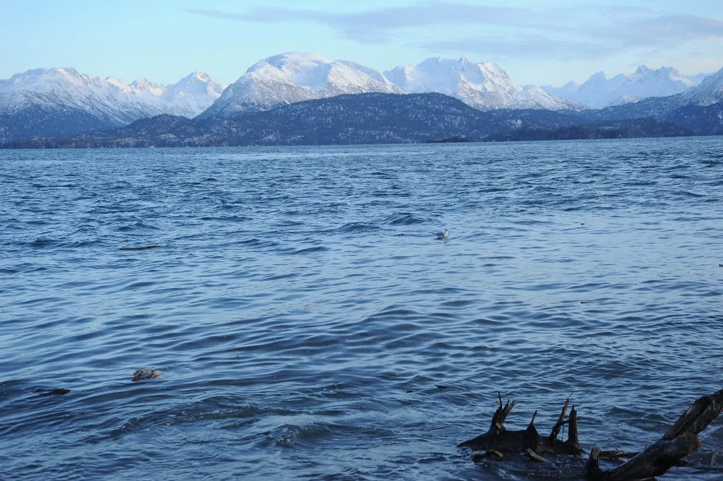 Kachemak Bay mountains and driftwood on Homer Spit with snow-capped peaks across the water