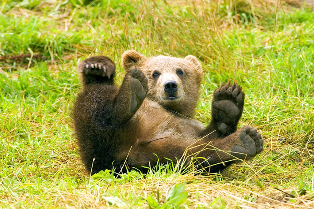 Kodiak brown bear rolling playfully in green grass