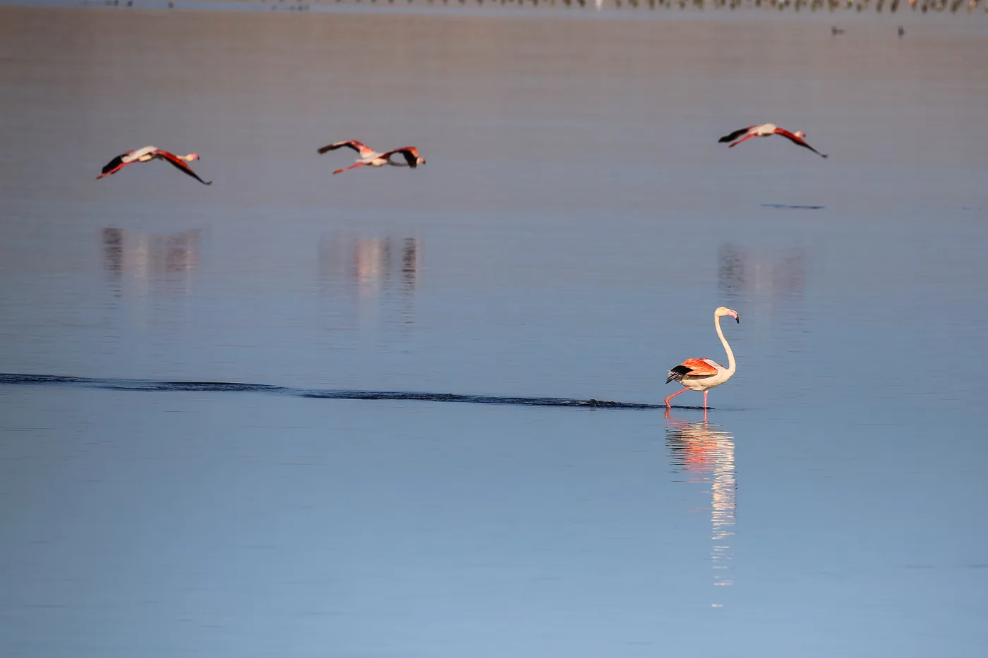 A greater flamingo wading in the shallows of Radford Bay at Lüderitz