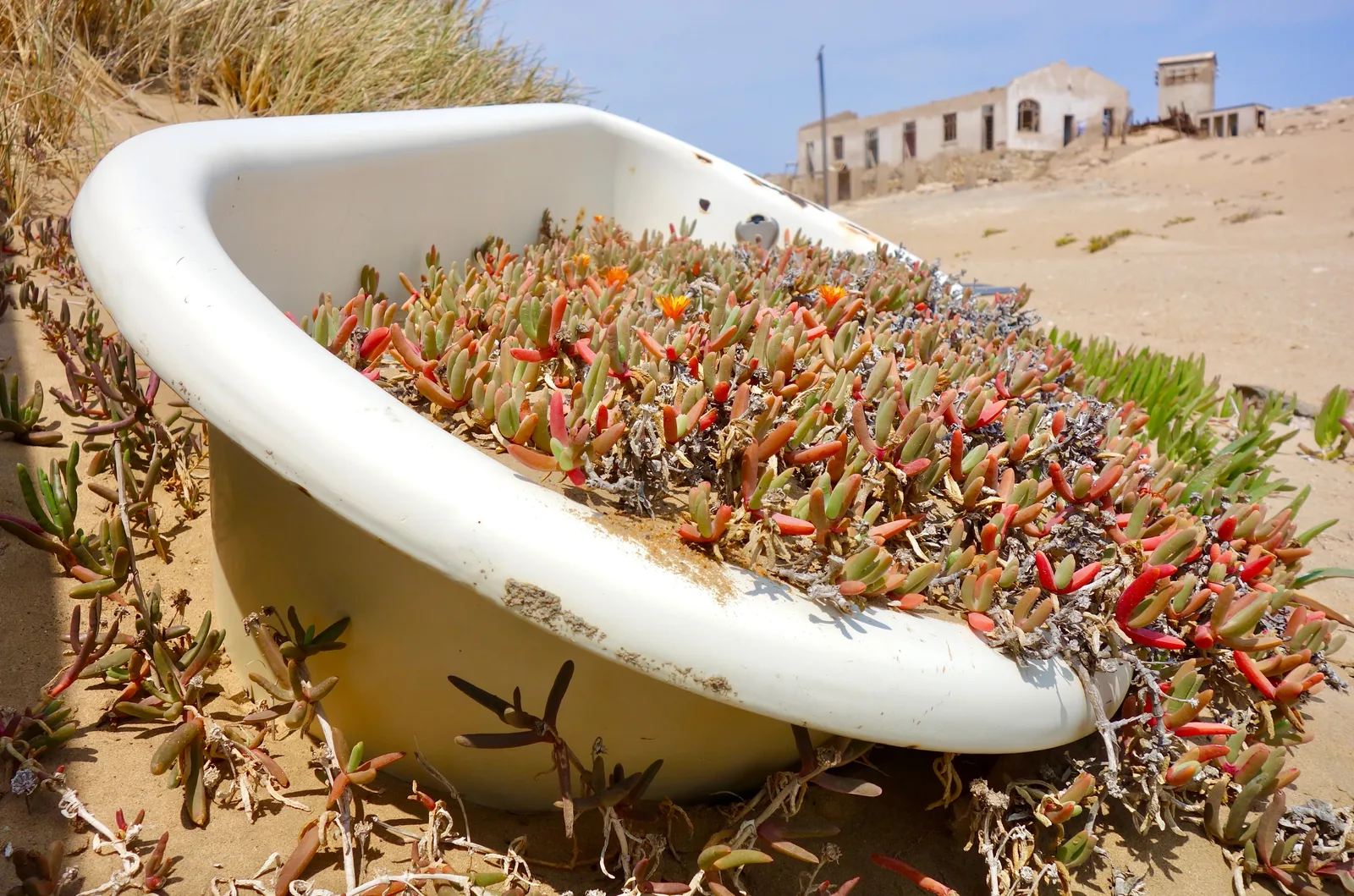 A cast-iron bath left in the sand at Kolmanskop, now filled with desert succulents, with ruined walls behind