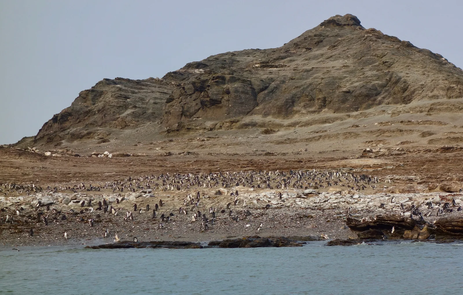 African penguins standing on the rocks of Halifax Island off Lüderitz