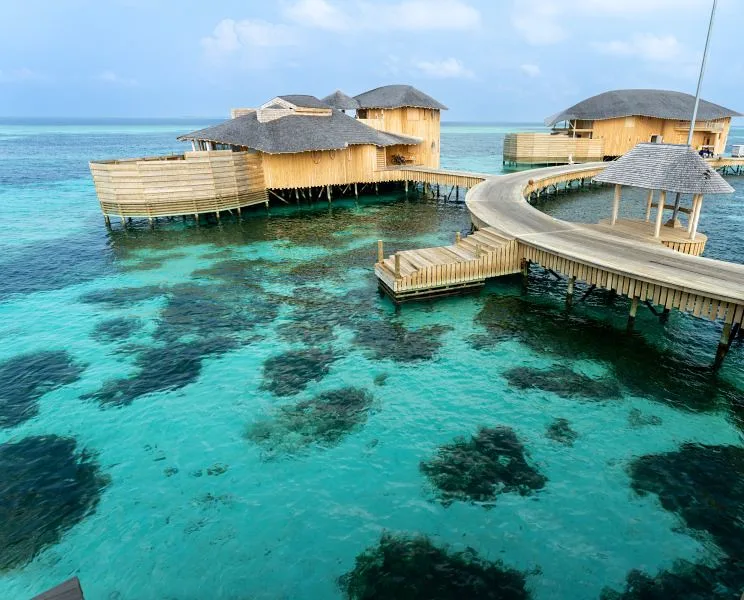 Whale shark gliding through crystal-clear waters near South Ari Atoll in the Maldives