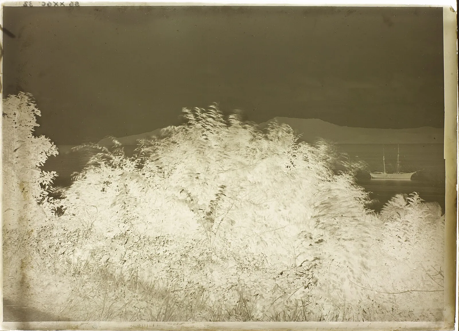 19th-century glass plate negative showing Martinique tropical vegetation and sailing ship