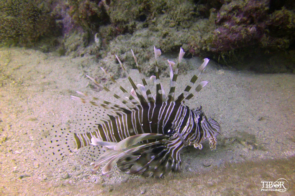 Mauritius cultural highlight