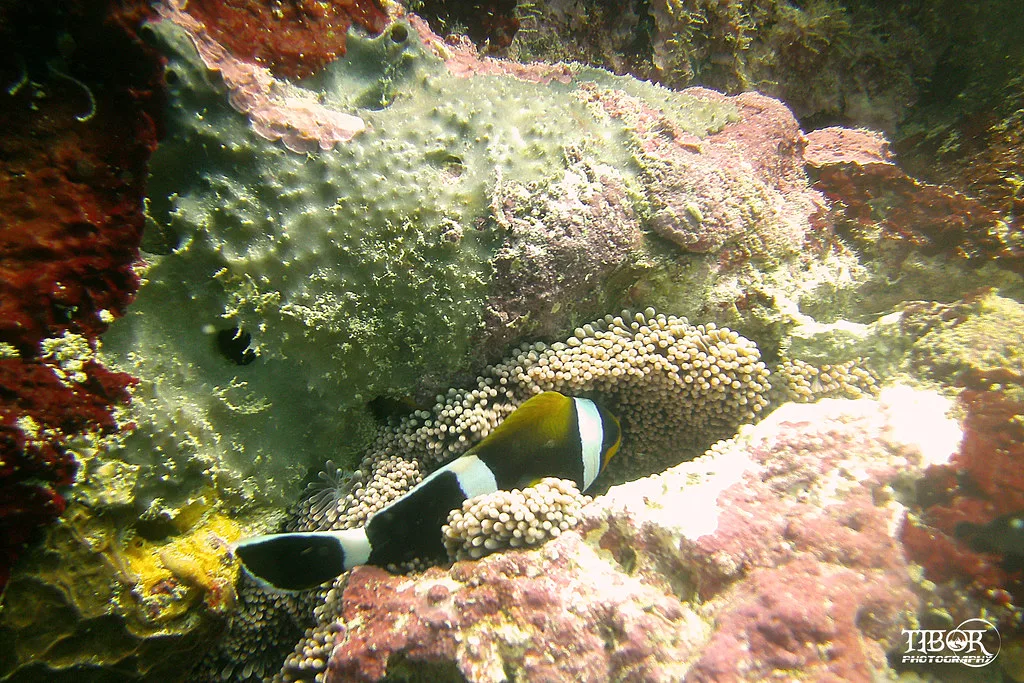 Local cuisine in Mauritius