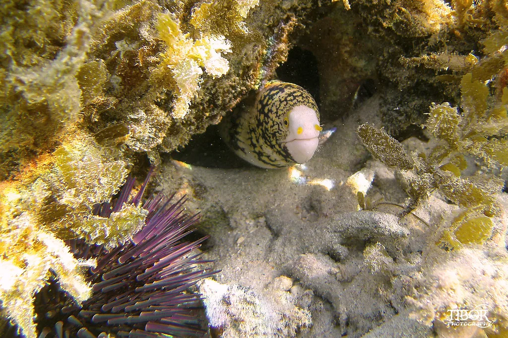 Street scene in Mauritius