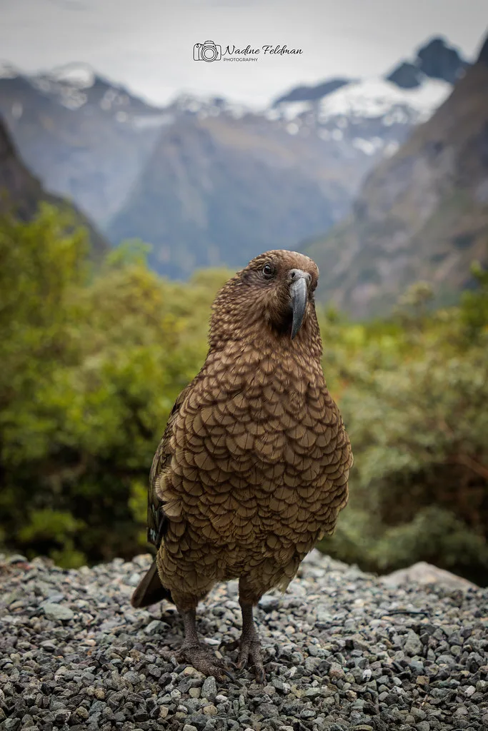 Hot coffee and pastries served on a cruise ship observation deck during a Milford Sound transit