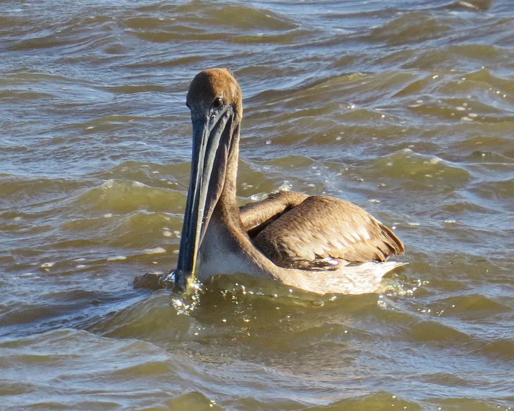 Panoramic view of Mobile Bay from the eastern shore with the city visible across the water