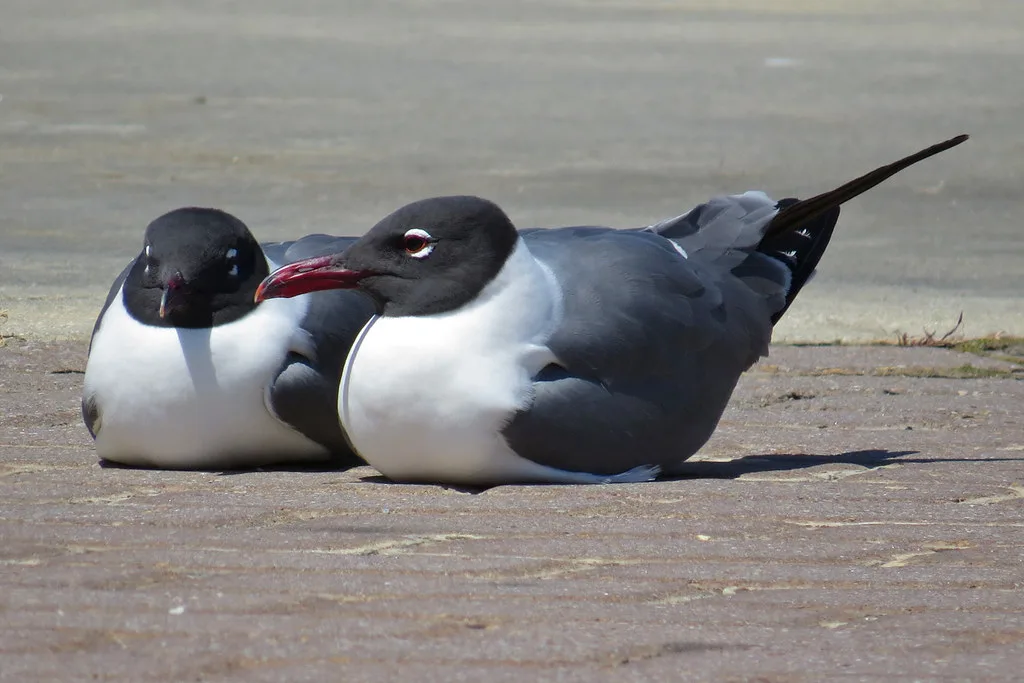 Dauphin Street in downtown Mobile with shops and restaurants under Spanish moss canopy