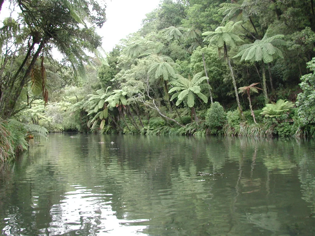 A still dark lake in Pukekura Park reflecting dense native bush and tall tree ferns crowding the water's edge under a pale sky