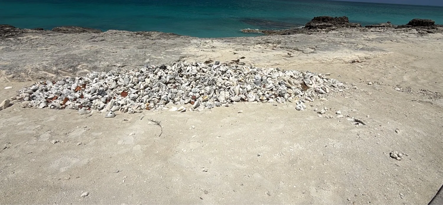 Broken queen-conch shells in a low oval pile on a flat limestone shelf at the rocky Atlantic edge of Ocean Cay