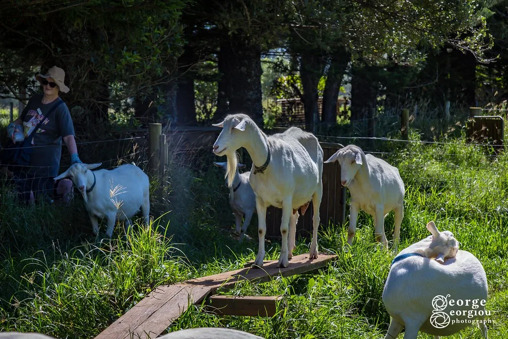 Pitcairn Island volcanic coastline with Bounty Bay and turquoise Pacific waters
