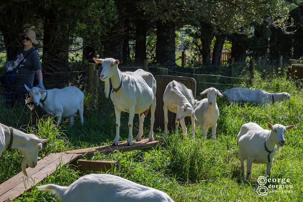 Pitcairn iconic landmark