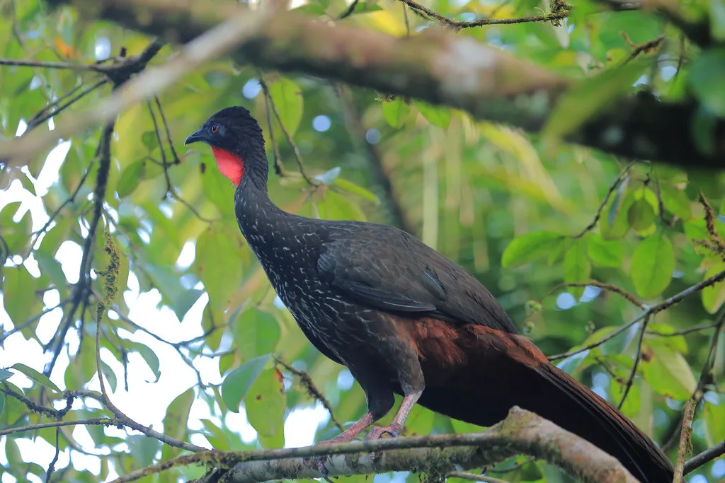 Puerto Limon popular attraction