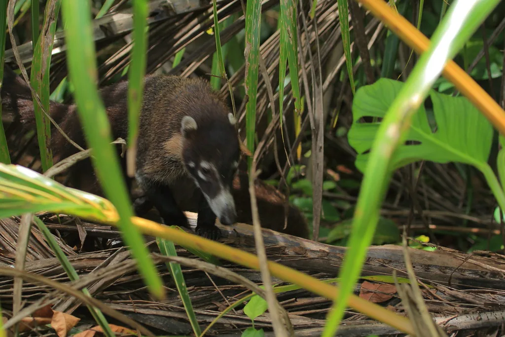 Puerto Limon cultural highlight