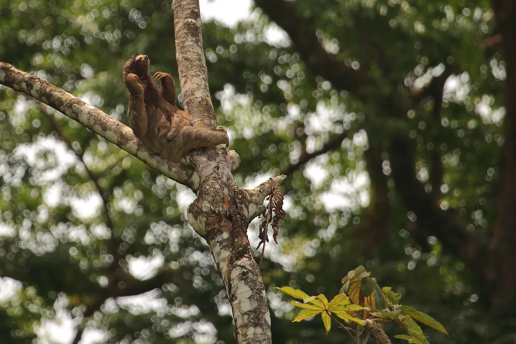 Local cuisine in Puerto Limon