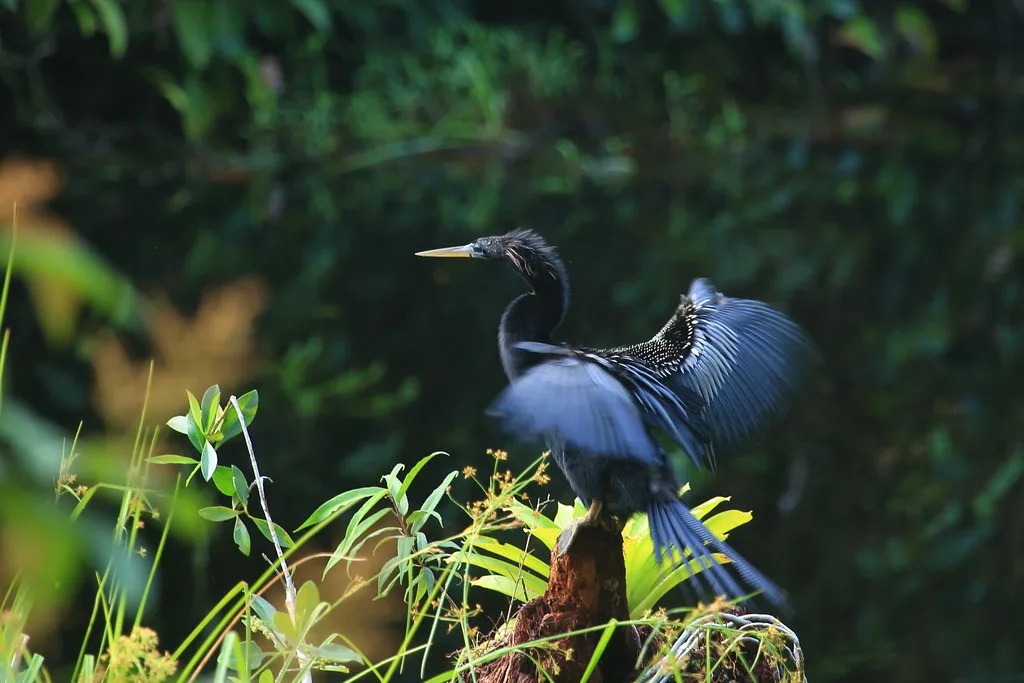 Puerto Limón waterfront and Caribbean coastline