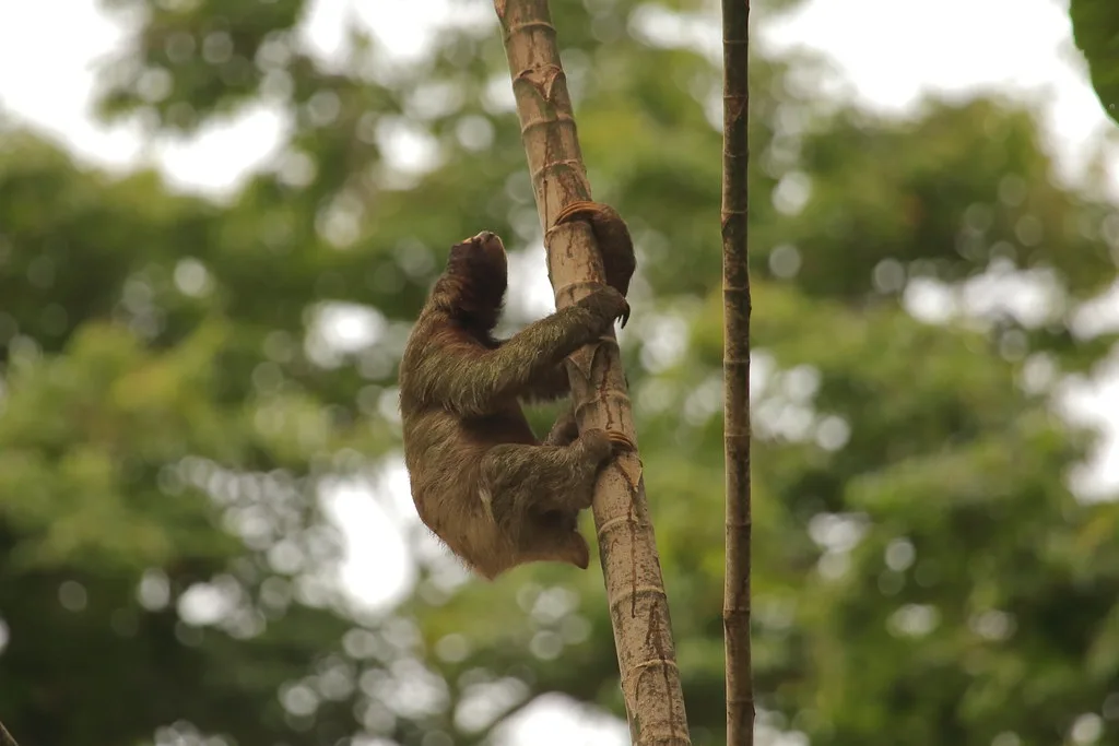 Panoramic view of Puerto Limon