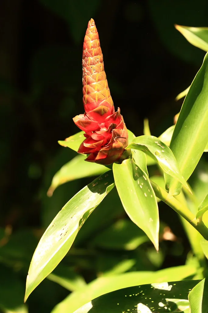Street scene in Puerto Limon