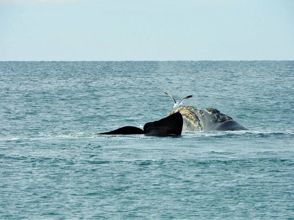 Puerto Madryn popular attraction