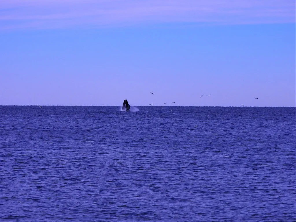 Local cuisine in Puerto Madryn