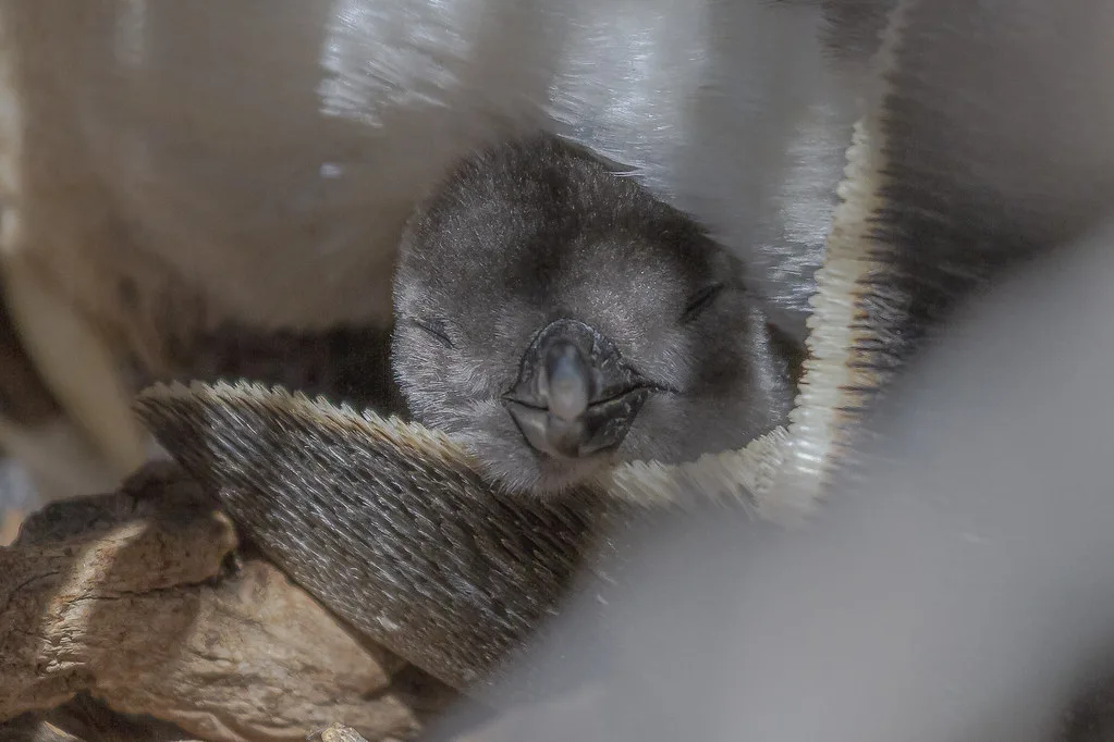 Puerto Madryn iconic landmark