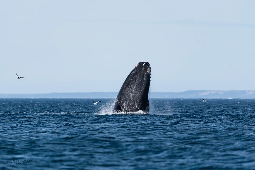 Panoramic view of Puerto Madryn