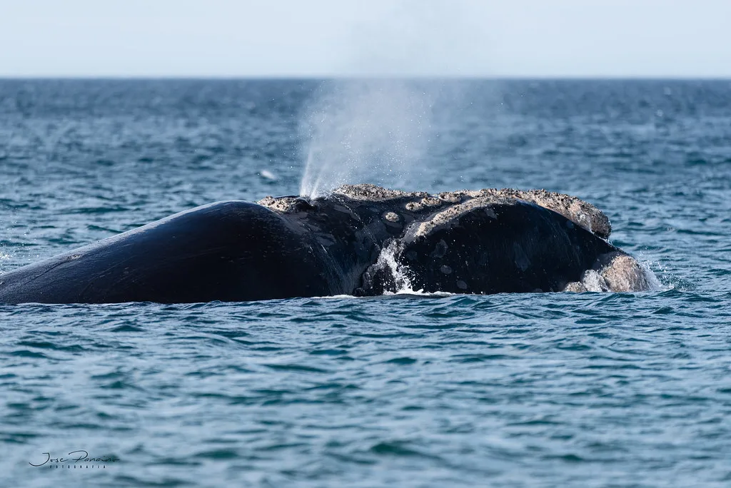Street scene in Puerto Madryn