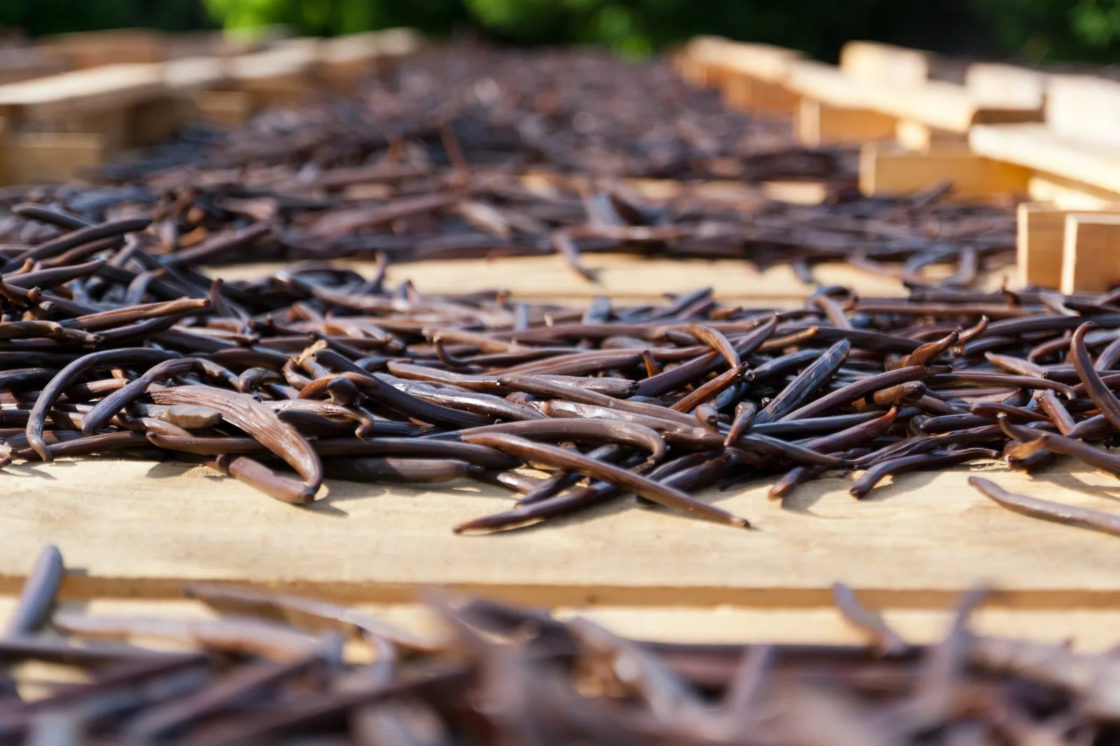 Cured vanilla pods laid out to dry at Bras-Panon on Réunion