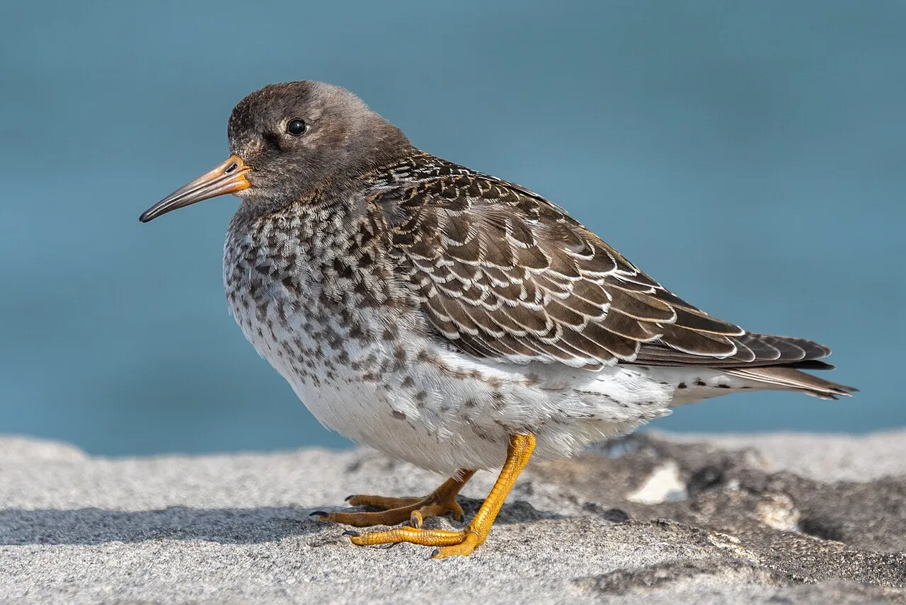 Reykjavik waterfront