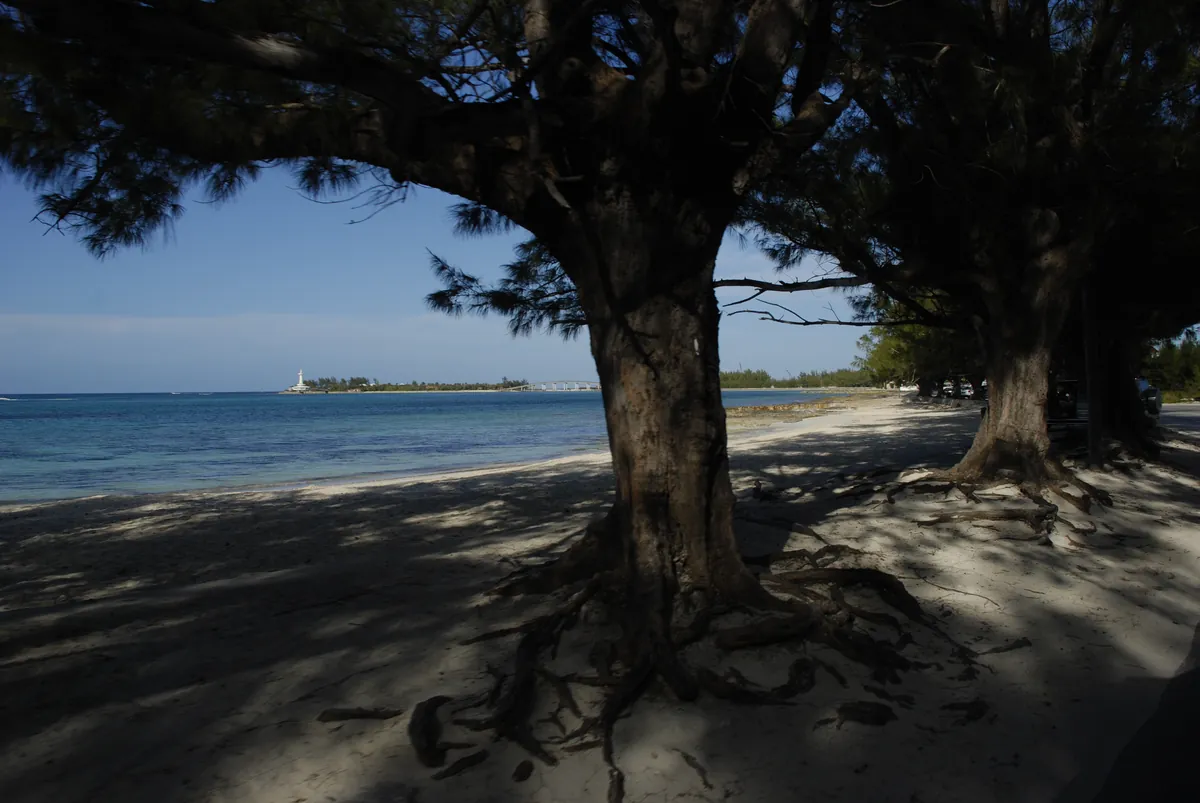 Turquoise water lapping pristine white sand beach with palm trees